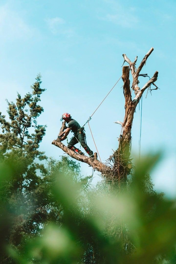 Arborist working by rope and harness on a tree in the Algarve