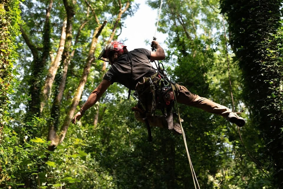 Arborist moving through a leafy tree canopy