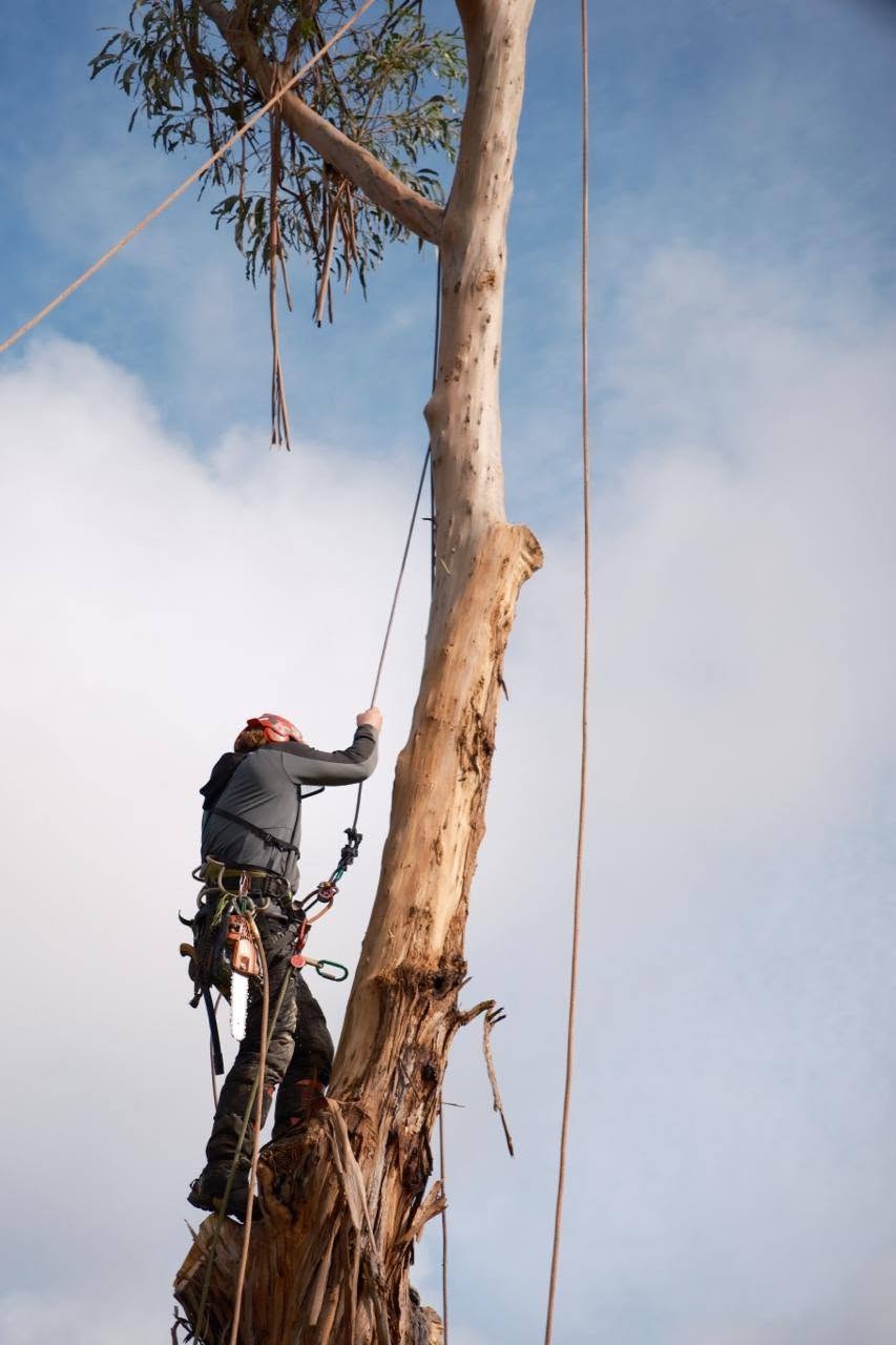 Arborist wearing a helmet and climbing harness on a eucalyptus trunk with ropes