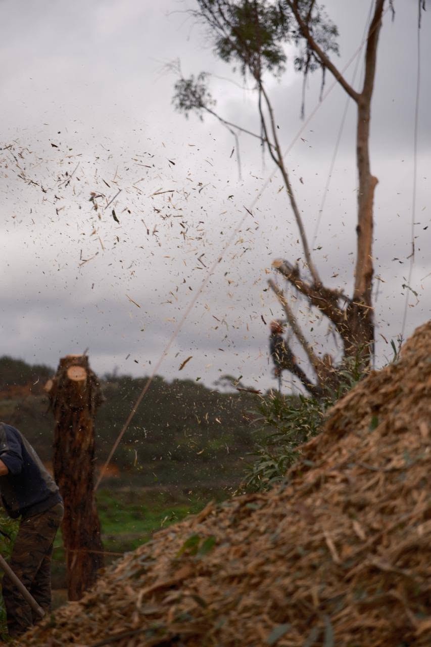 Wood fragments in the air during eucalyptus removal, with trunks and ropes visible