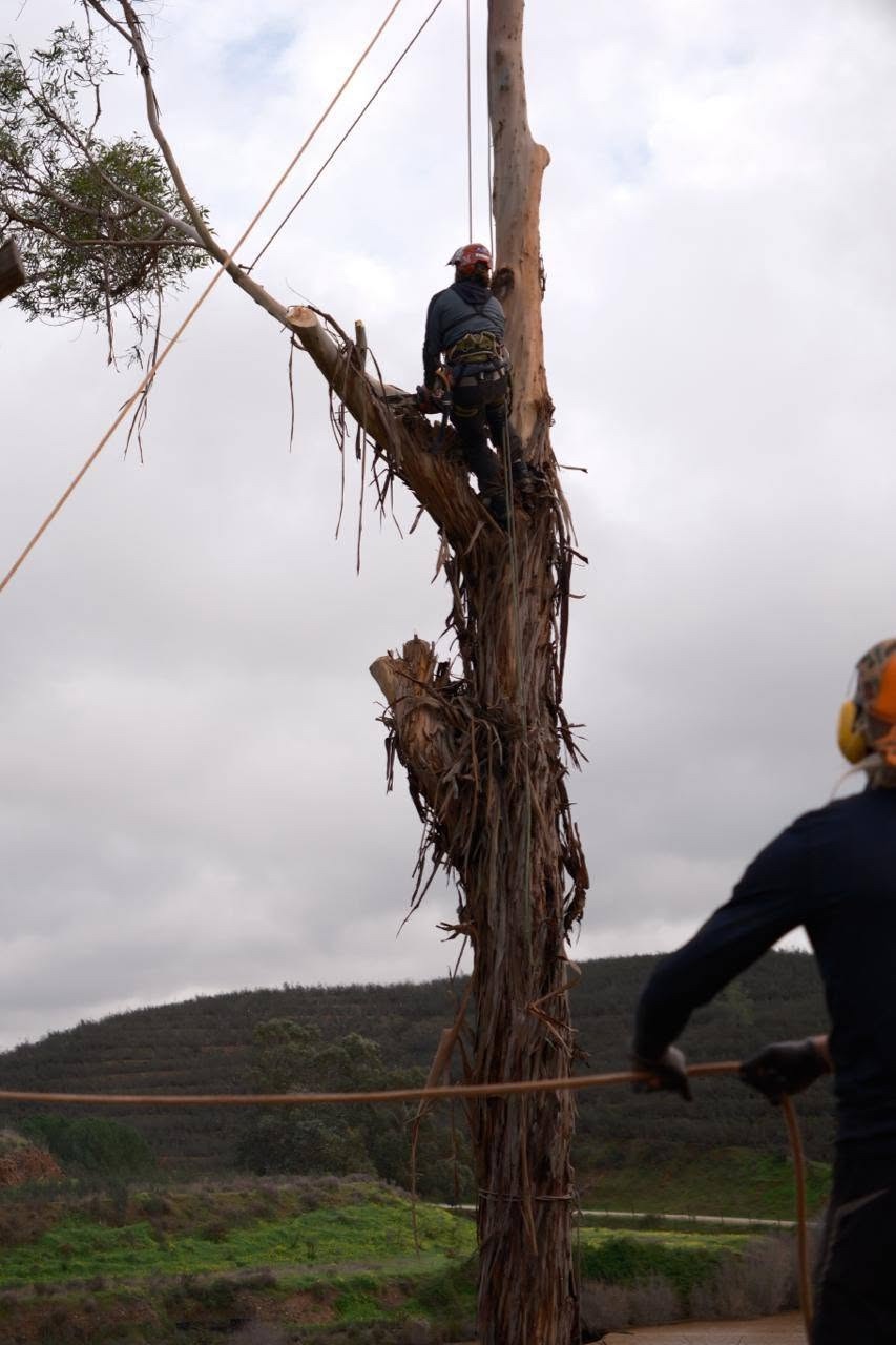 Arborist on a eucalyptus trunk with a ground worker holding a rope below