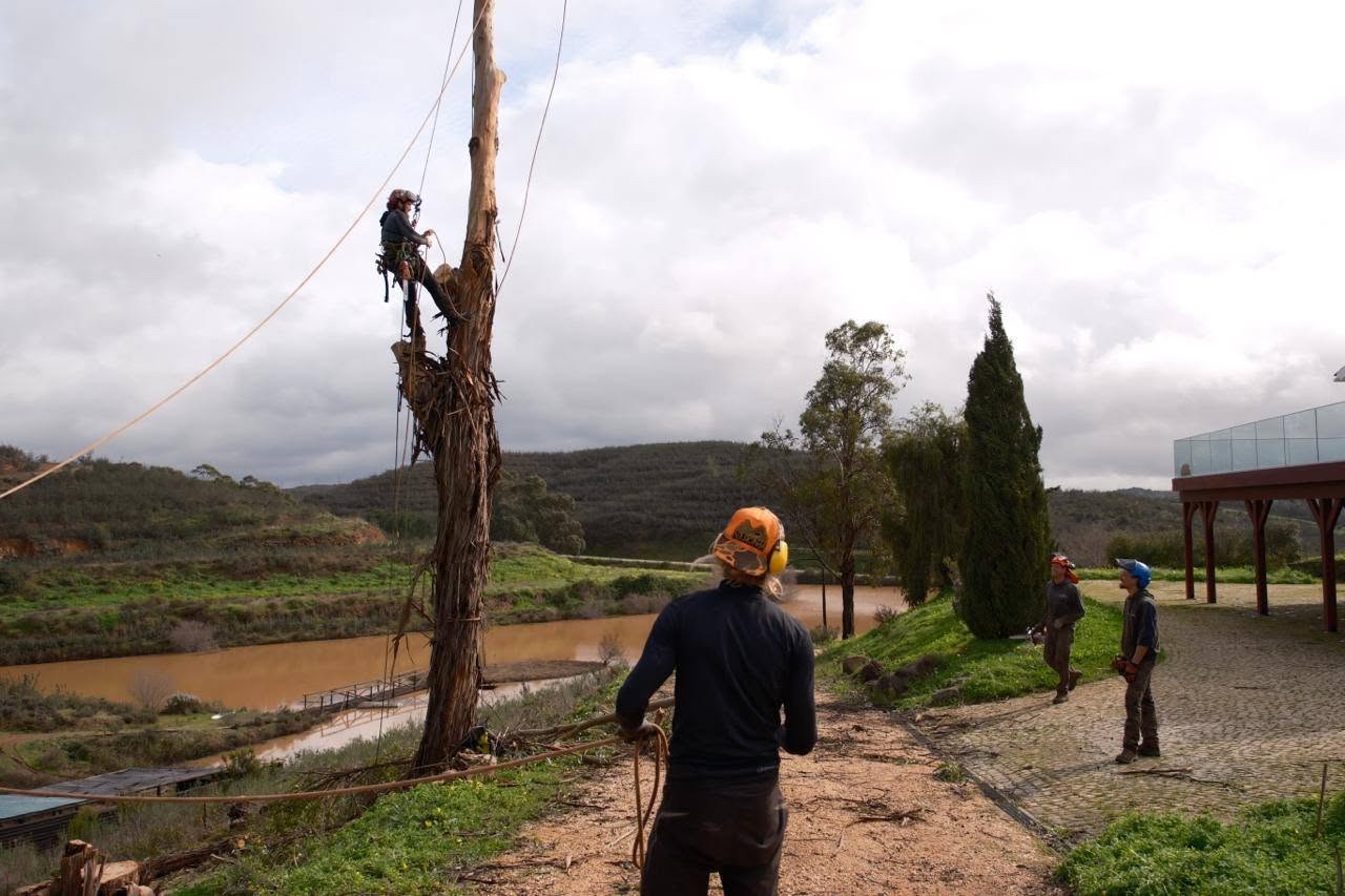 Wide view of the climbing and ground team beside a eucalyptus tree near a building