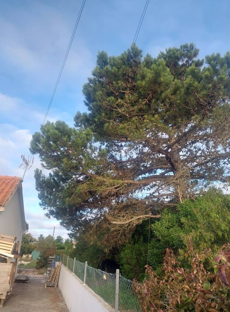 Pine branches above a boundary fence beside a tiled roof and overhead cables